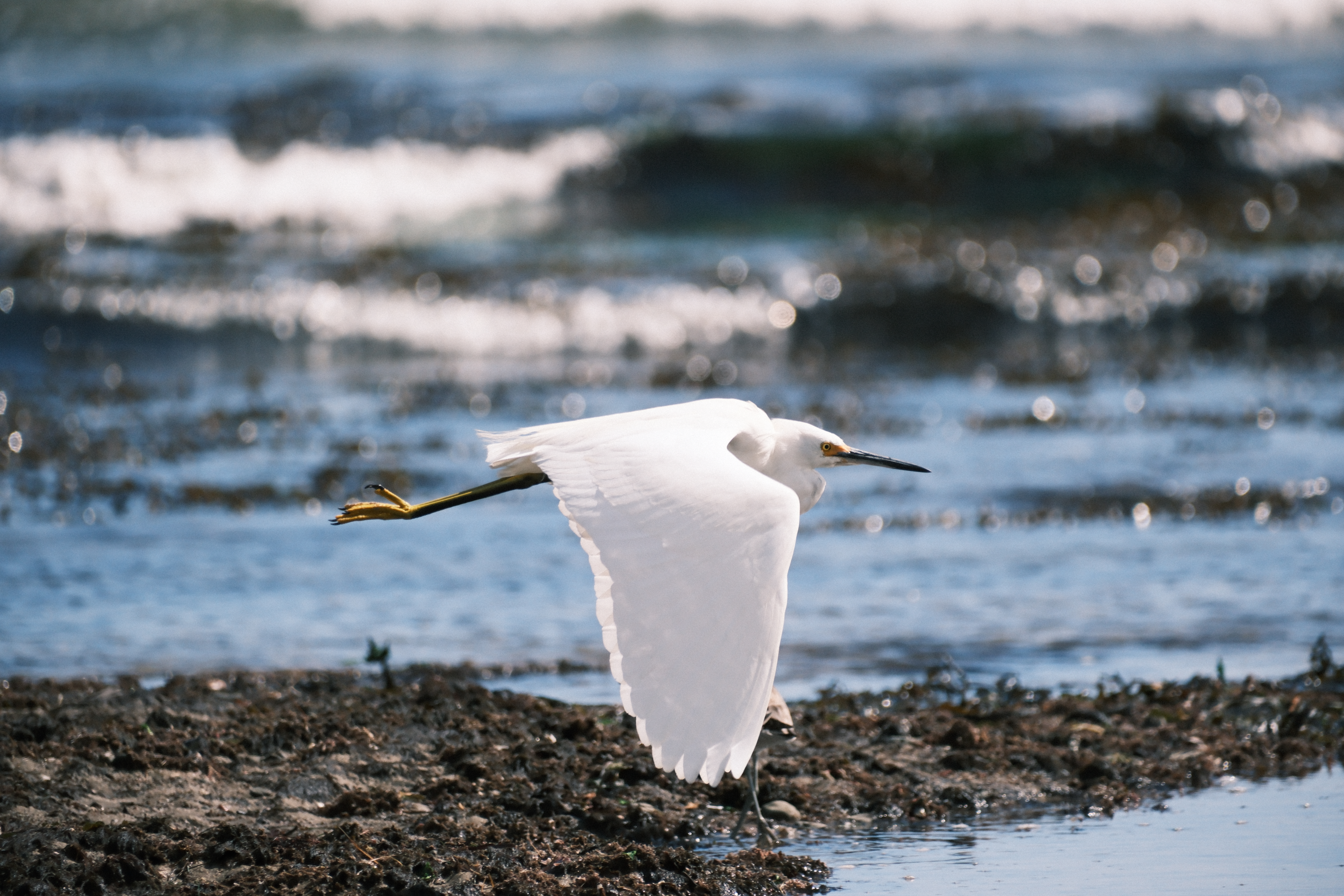 A heron flying over the beach.