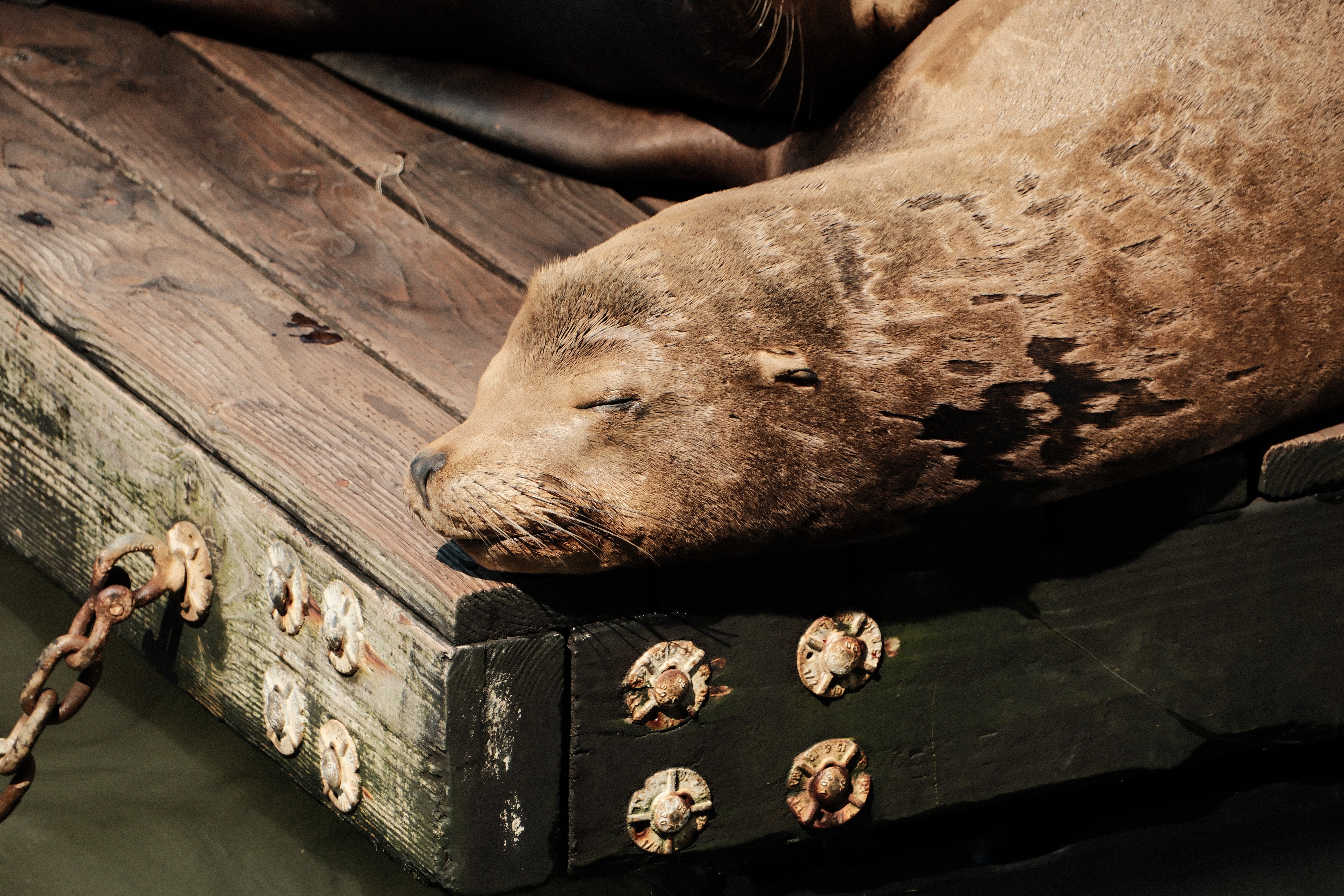 A sea lion sleeping sound.